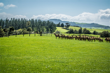 ニュージーランドの鹿